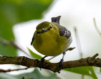 Yellow-throated Vireo - Vireo flavifrons