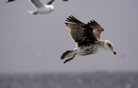 Western Gull - Larus occidentalis