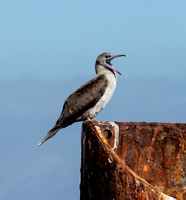 Red-footed Booby - Sula sula