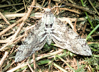 Tobacco hornworm - Manduca sexta