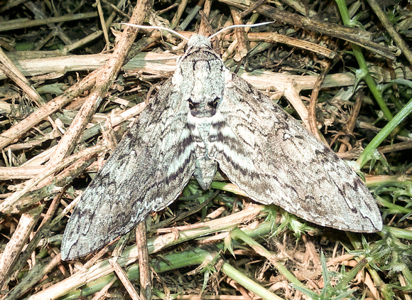 Tobacco hornworm - Manduca sexta