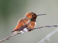 Allen's Hummingbird - Selasphorus sasin