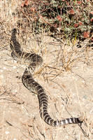 Southern Pacific Rattlesnake - Crotalus oreganus helleri