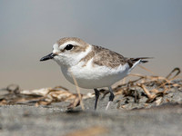 Snowy Plover - Anarhynchus nivosus