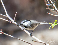 Mountain Chickadee - Poecile gambeli