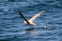 Northern Fulmar - Fulmarus glacialis