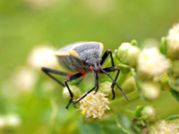 Bordered plant bug - Largus (californicuscinctus)