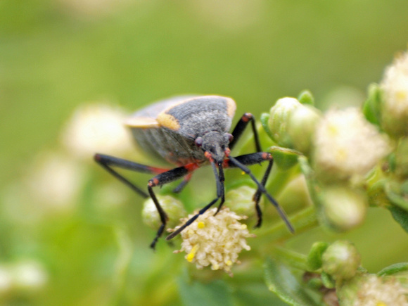 Bordered plant bug - Largus (californicuscinctus)