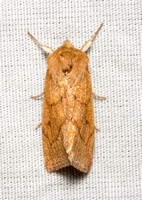 V-lined Quaker Moth - Zosteropoda hirtipes