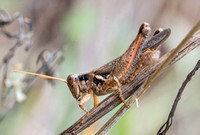 Grayish sagebrush grasshopper - Melanoplus cinereus