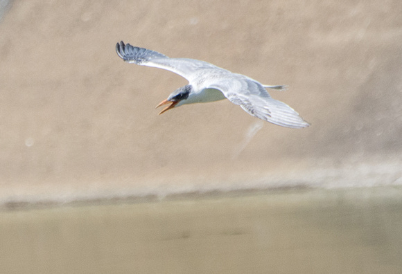 Caspian Tern - Hydroprogne caspia