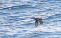 Craveri's Murrelet - Synthliboramphus craveri