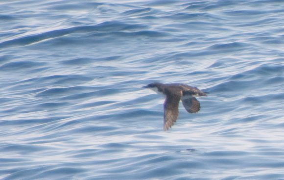 Craveri's Murrelet - Synthliboramphus craveri