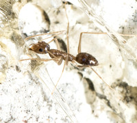 Longhorn Crazy Ant - Paratrechina longicornis