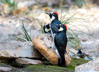 Acorn Woodpecker - Melanerpes formicivorus