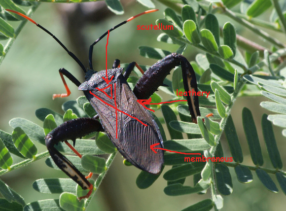 Hemelytron - part leathery and part membanous of Giant agave bug - Acanthocephala thomasi