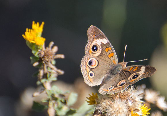 Gray Buckeye - Junonia grisea