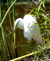 Little Blue Heron - Egretta caerulea