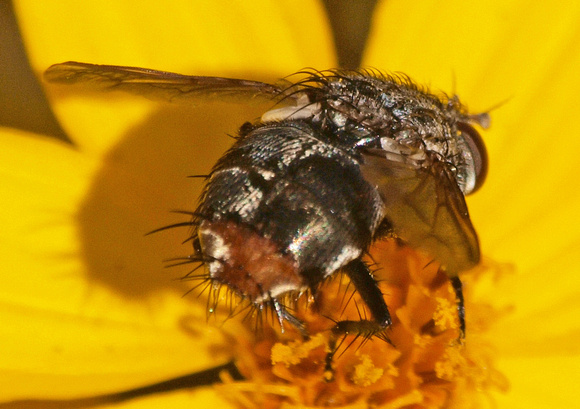 Tachinid fly - Peleteria sp.