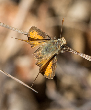 Woodland skipper - Ochlodes sylvanoides