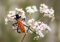 Tarantula hawk- Pepsis sp.