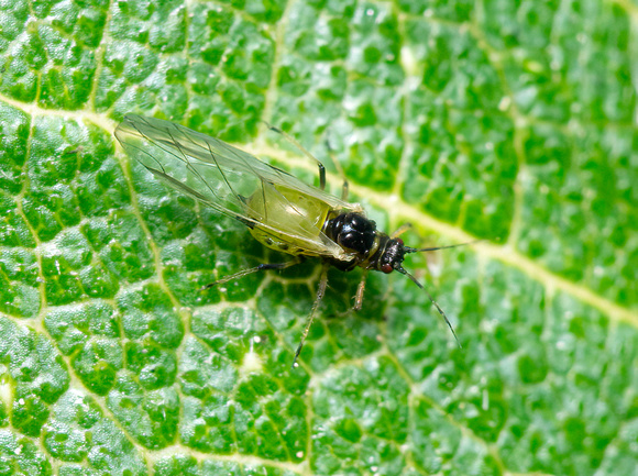 Aphids - Unidentified sp.