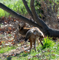 Coyote - Canis latrans