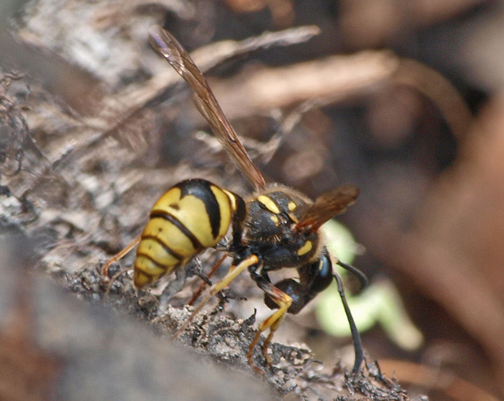 Potter wasp 2 - Eumenes crucifera