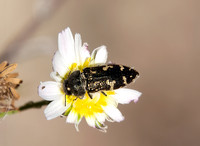 Buprestid - Acmaeodera sp