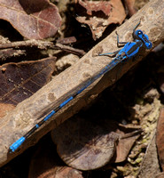 Familiar Bluet - Enallagma civile