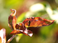 Bristly Rose Slug - Cladius difformis
