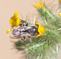 Bee 2