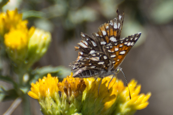 Behr's metalmark - Apodemia virgulti