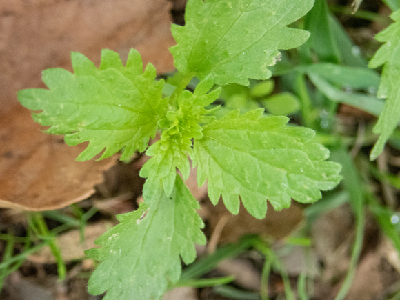 Dwarf Nettle - Urtica urens