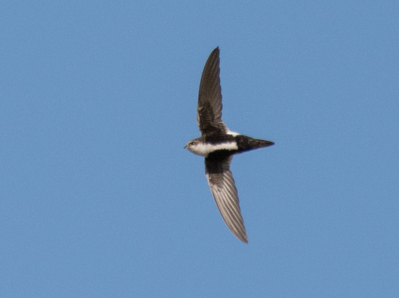 White-throated Swift - Aeronautes saxatalis