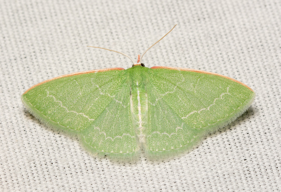 Wavy-lined emerald moth- Synchlora sp.