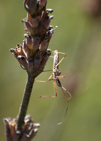 Four spurred assassin bug - Zelus tetracanthus