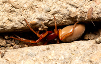 Woodlouse hunter - Dysdera crocata