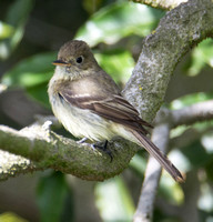 Pacific-slope Flycatcher - Empidonax difficilis