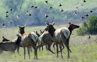 Tule Elk - Cervus canadensis ssp. nannodes