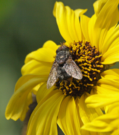 Tachinid fly - Peleteria sp.