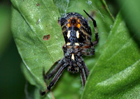 Western spotted orb weaver - Neoscona oaxacensis