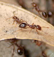 Red imported fire ant (RIFA) - Solenopsis invicta