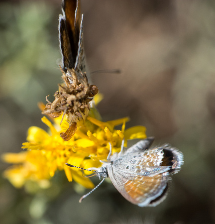 Pygmy-Blue - Brephidium exilis