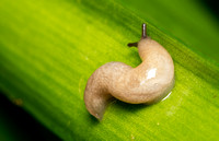 Milky Slug - Deroceras reticulatum