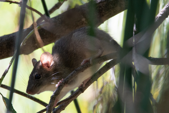Black Rat - Rattus rattus