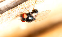 Lance fly - Lonchaea sp.