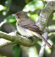 Pacific-slope Flycatcher - Empidonax difficilis