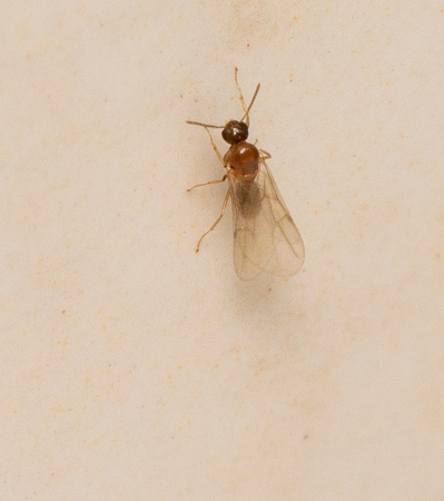 Rover ant - Brachymyrmex patagonicus