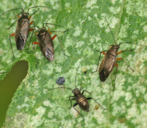 Plant bug - Irbisia mollipes